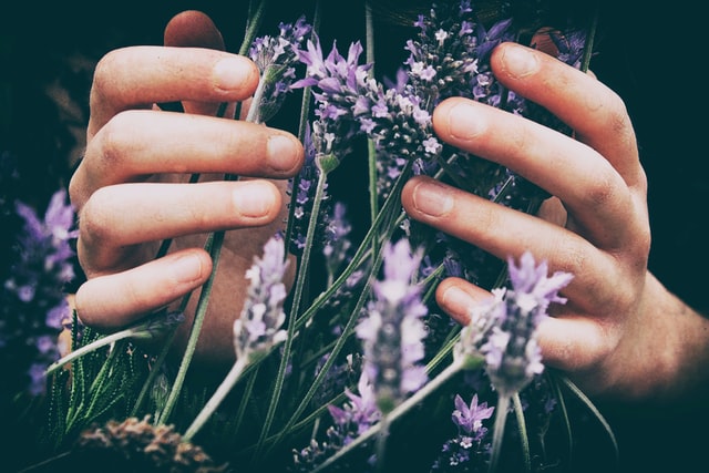 Phytotherapie